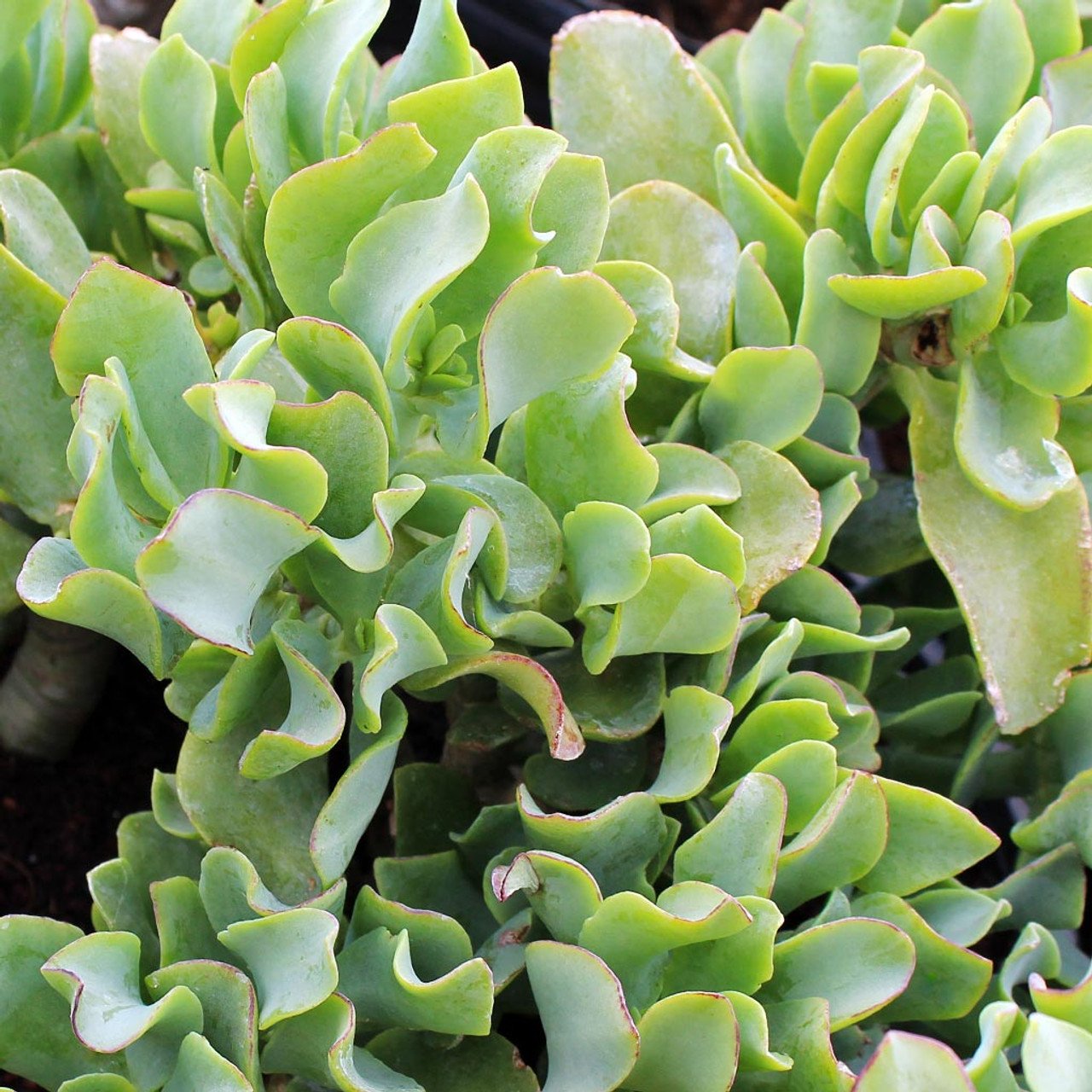 Crassula Undulatifolia Ripple Jade - Cutting