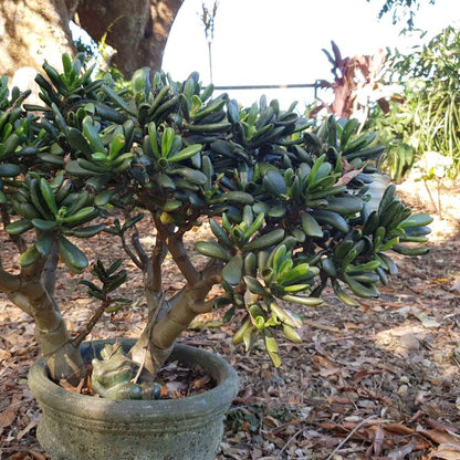 Crassula Ovata Ladyfingers