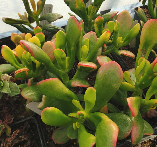 Crassula Ovata Gold Fingers - Cutting