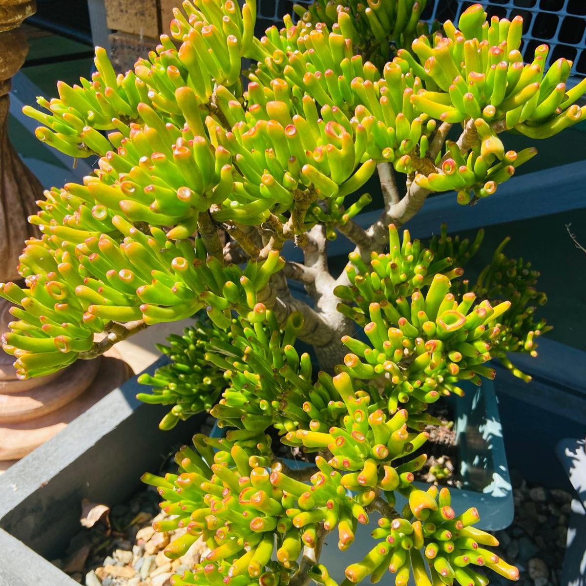 Crassula Ovata Gollum