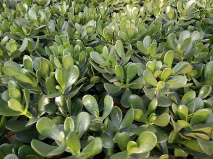 Crassula Ovata Minima - Cutting