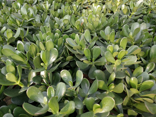 Crassula Ovata Minima - Cutting
