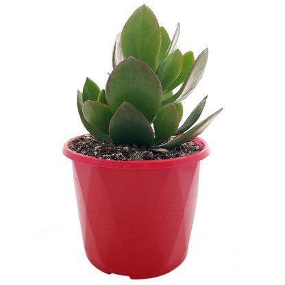 Crassula Ovata Obliqua