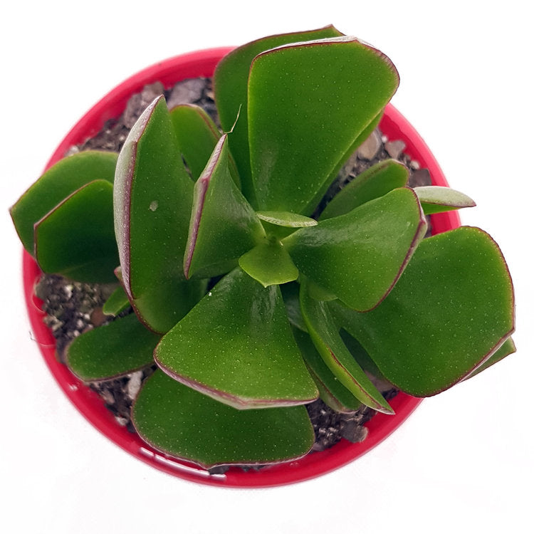 Crassula Ovata Obliqua