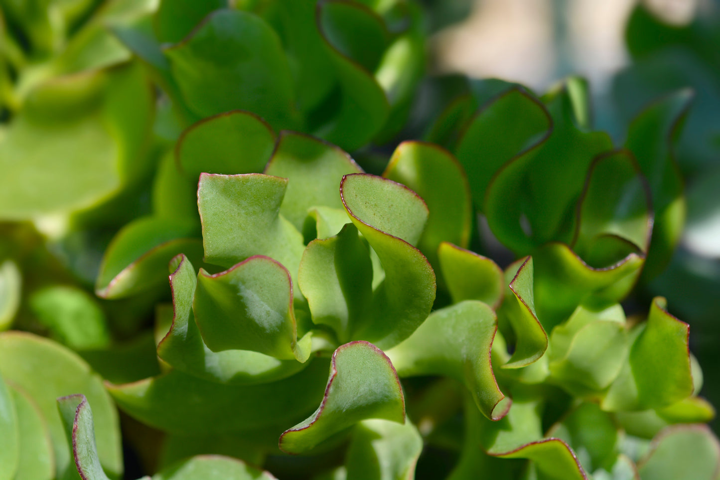 Close up of Crassula Ripple Jade wavy succulent leaves