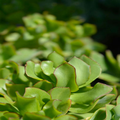 Ripple Jade plant showing curled grey-green succulent foliage