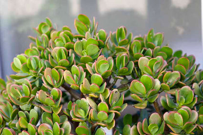 Crassula Hummel's Sunset