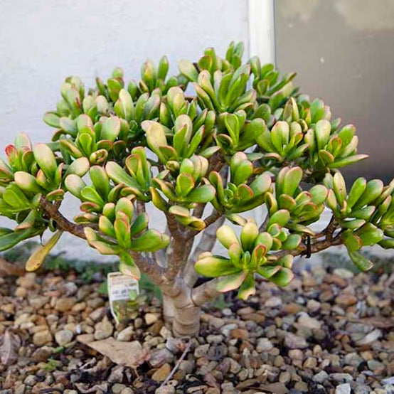 Crassula Hummel's Sunset – Succulents World