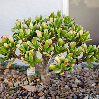 Crassula Hummel's Sunset