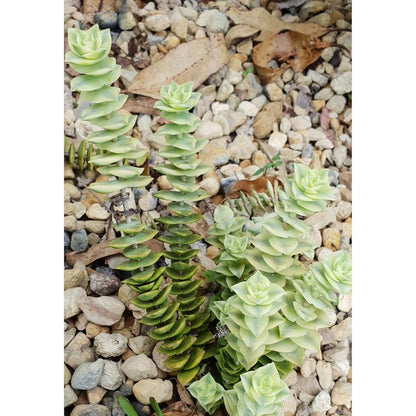 Crassula Perforata Variegata- Perfoliata