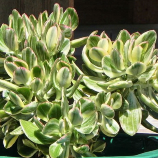 Crassula Ovata 'Lemon and Lime'