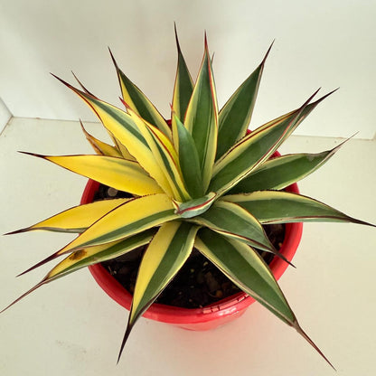 Agave Snow Glow My Store