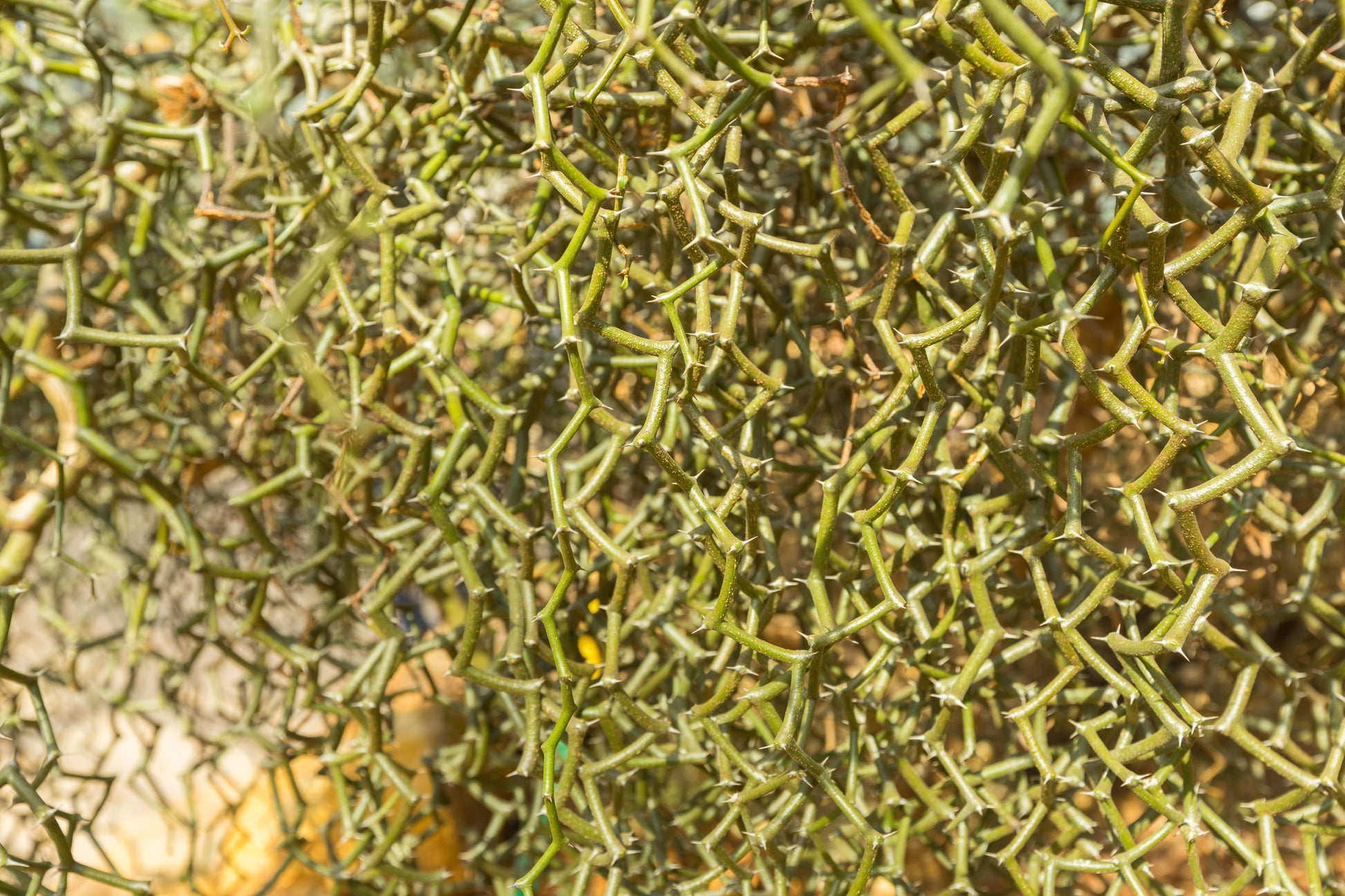 Decarya madagascariensis collector plant with unique zigzag branching