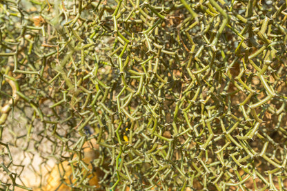 Decarya madagascariensis collector plant with unique zigzag branching