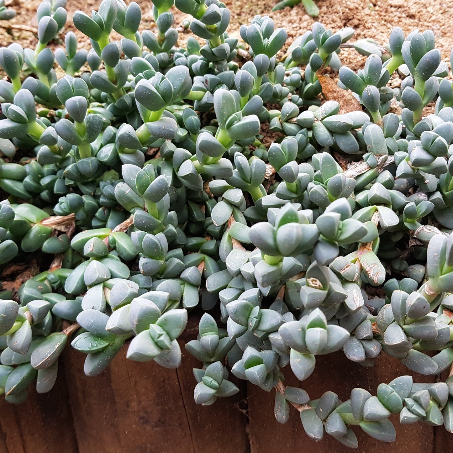 Delosperma Lehmanni