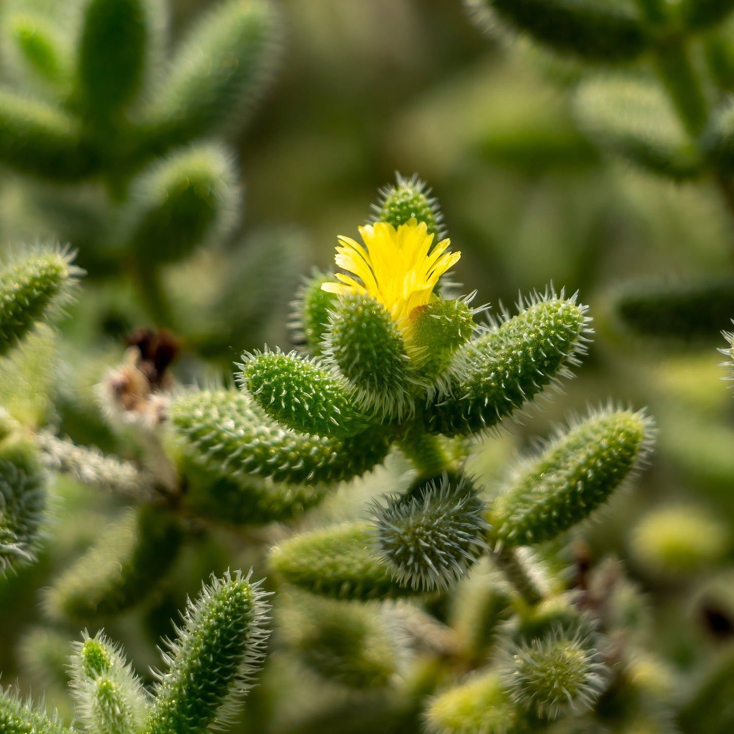 Delosperma Pruinosum