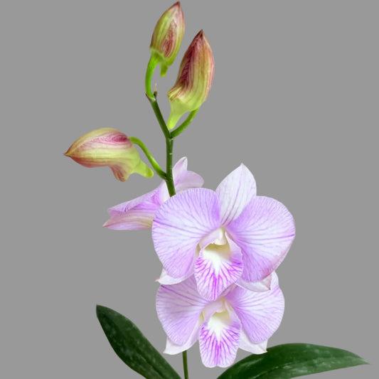 Close-up of Dendrobium Burana Stripe showcasing vibrant striped orchid blooms.
