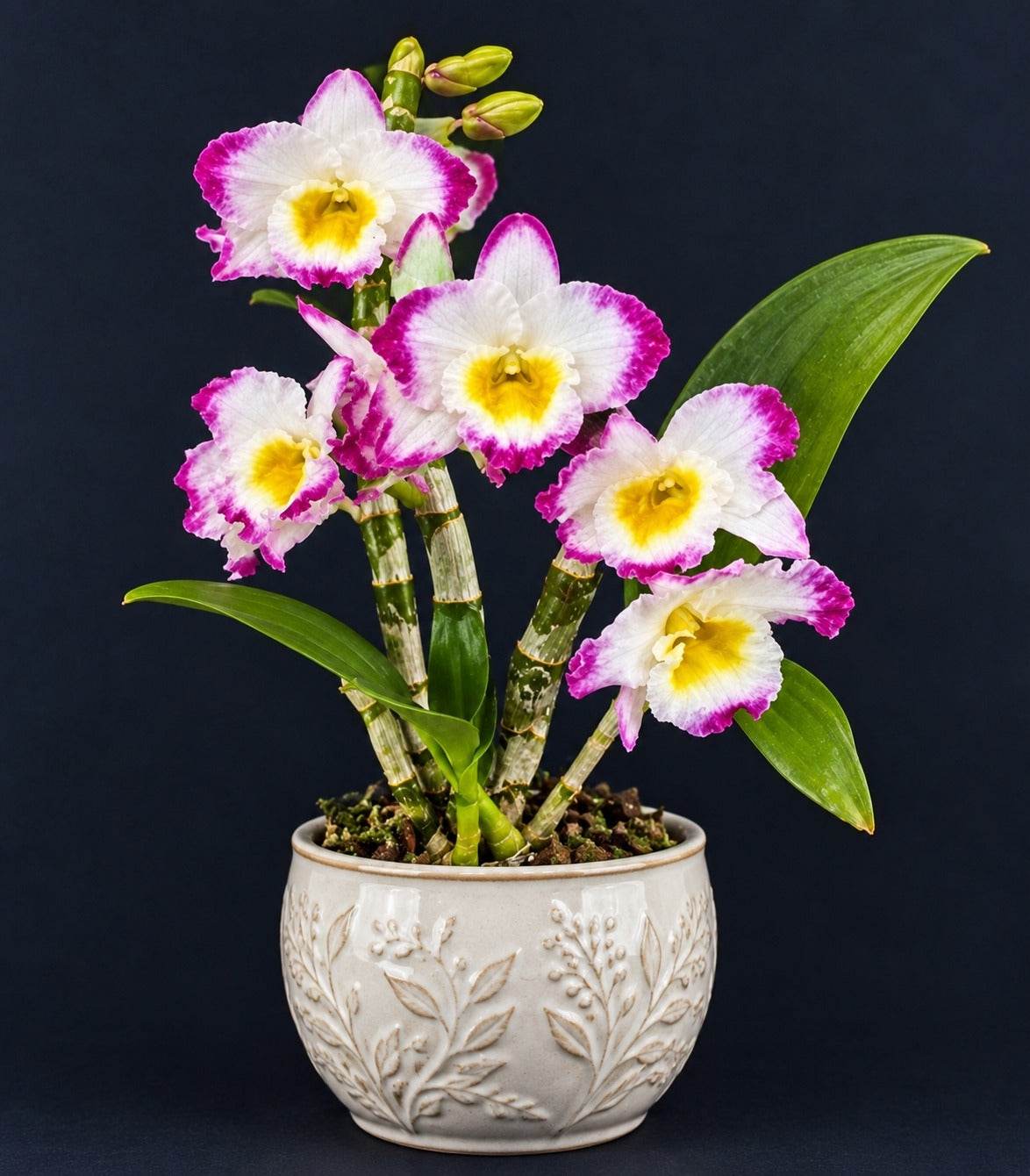 A potted Dendrobium orchid plant with five white and magenta-pink flowers featuring yellow centers, set in a white embossed ceramic pot against a dark background.