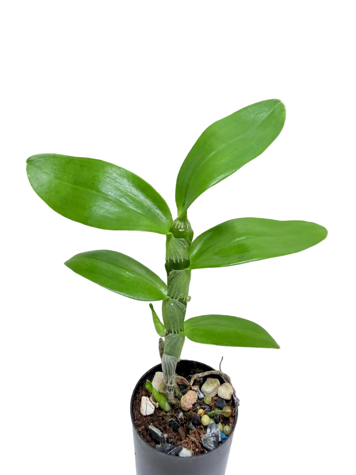 A green stem plant with several broad oval leaves, potted in a small black nursery pot filled with soil and small pebbles, photographed against a plain off-white wall and surface.