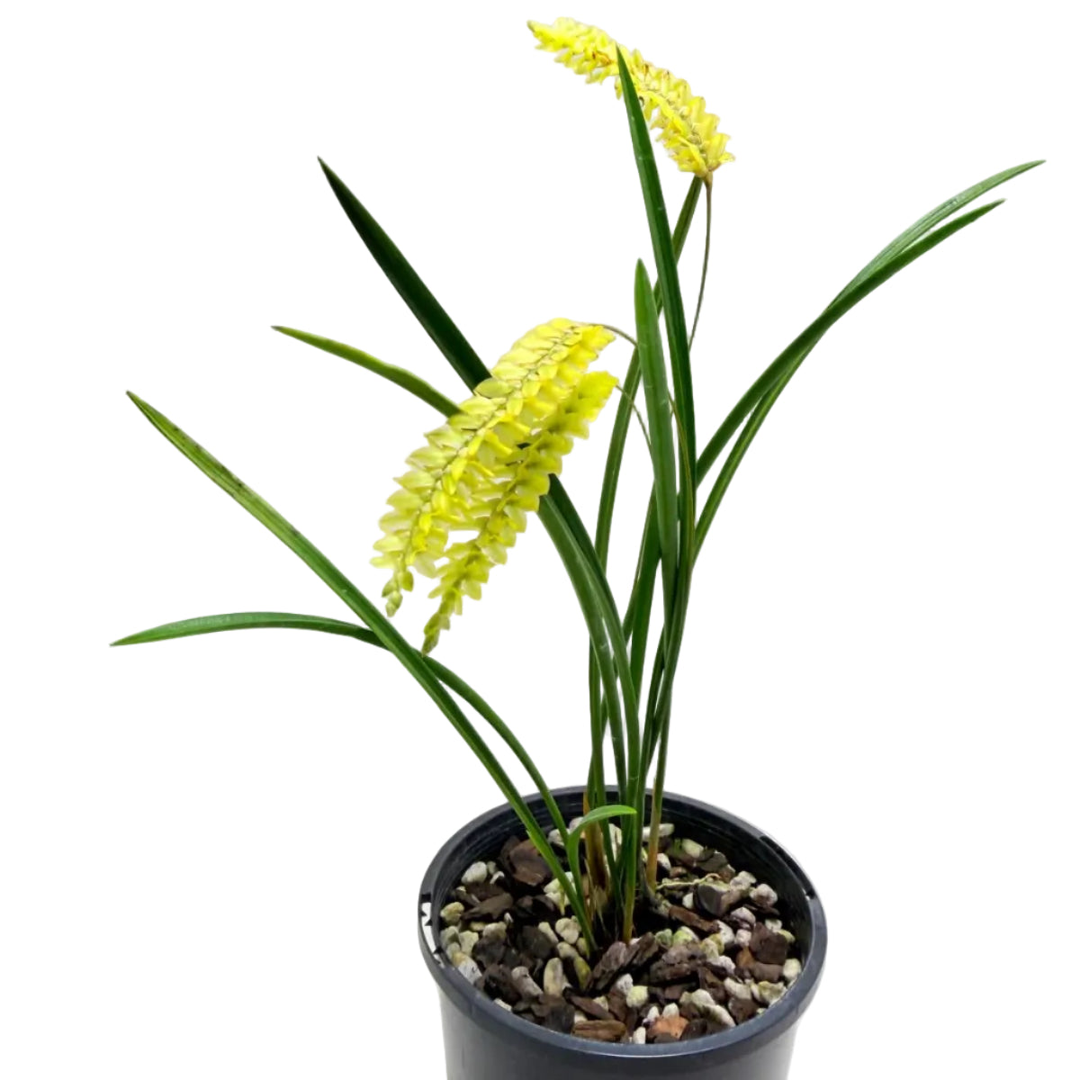 Dendrochilum javierense 'Yellow' | Exotic Orchid Succulents World