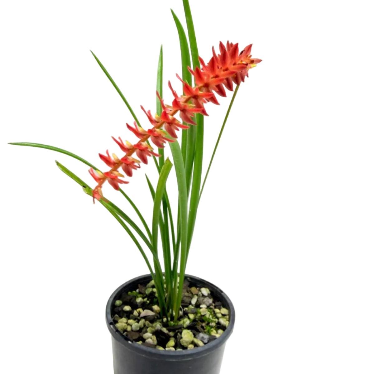 Dendrochilum wenzelii 'Short Form Red' | Rare Orchid Succulents World
