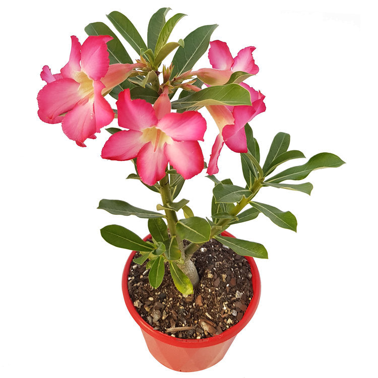 Adenium Obesum - Desert Rose