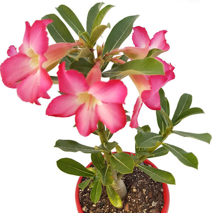 Adenium Obesum - Desert Rose