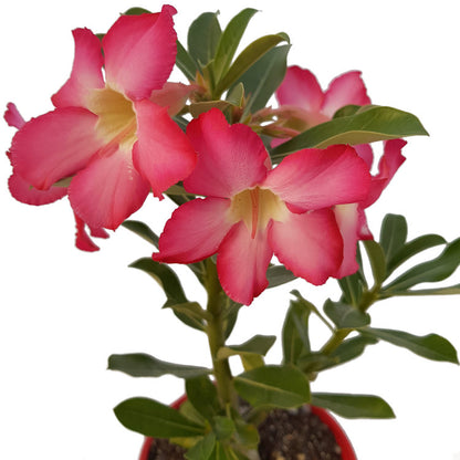 Adenium Obesum - Desert Rose