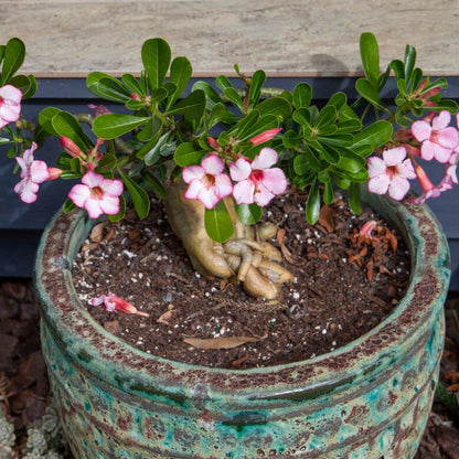 Adenium Obesum - Desert Rose