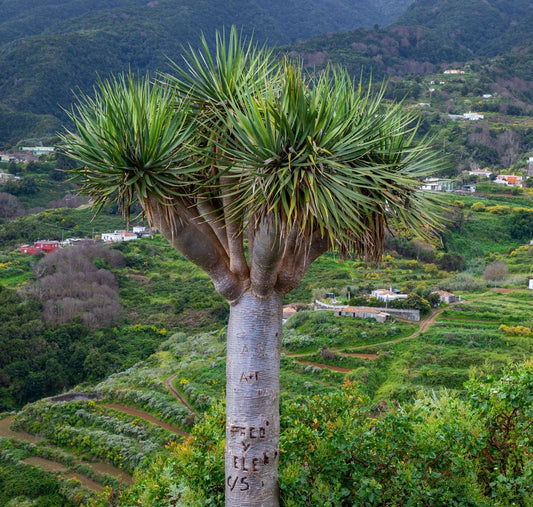 Diacaena Dragon Tree