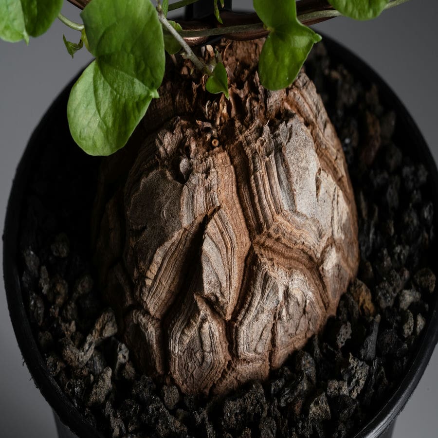 Dioscorea Elephantipes Elephants Foot Succulents World