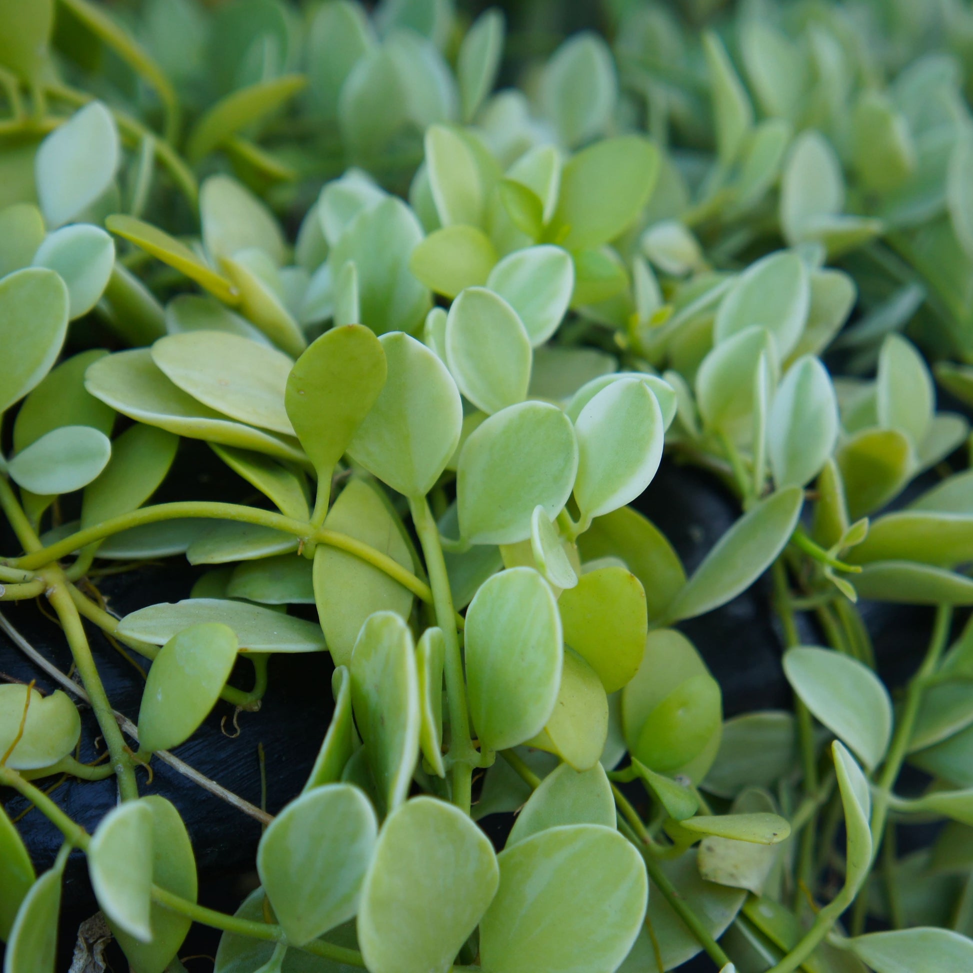 Close-up view of Dischidia Nummularia, also known as String of Nickels, showcasing its unique coin-shaped leaves.