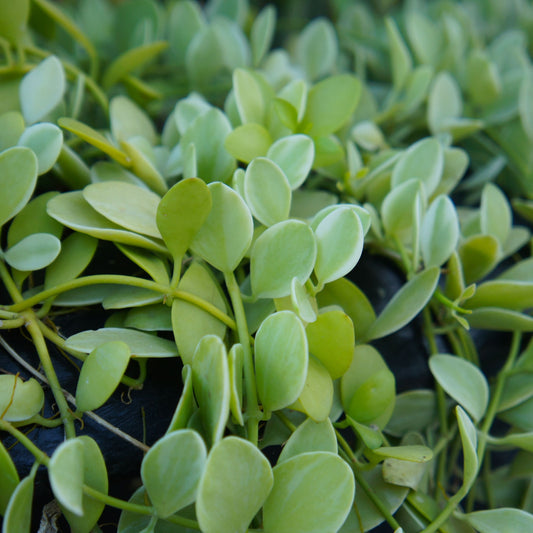 Dischidia Nummularia - String of Nickels