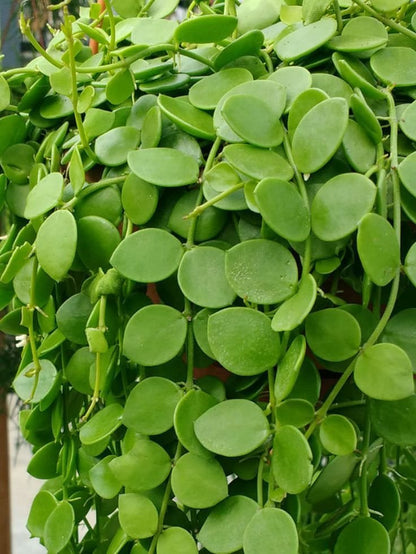 Dischidia Nummularia - String of Nickels  - Cutting