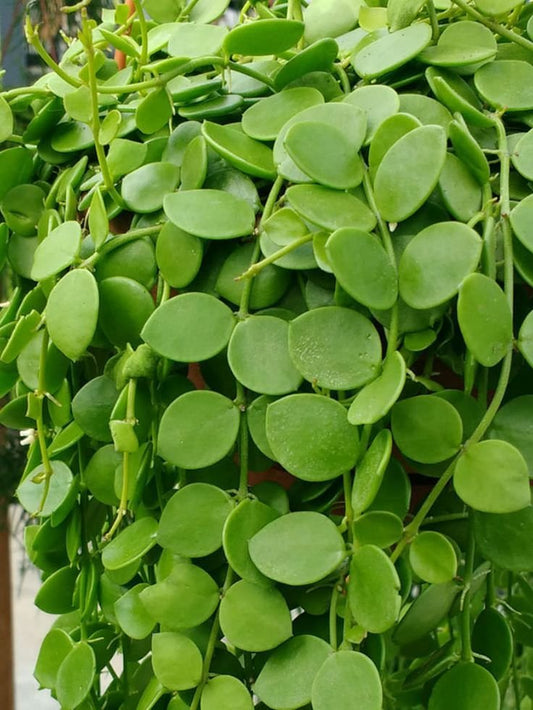 Dischidia Nummularia - String of Nickels  - Cutting