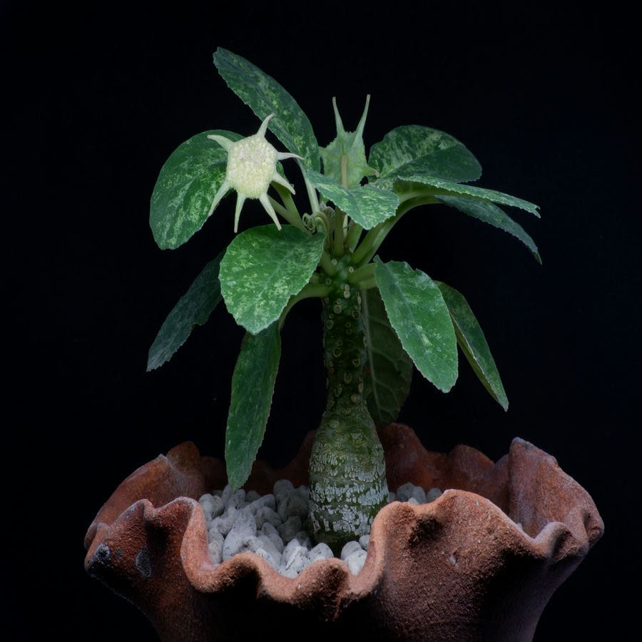 A potted Dorstenia foetida plant, commonly known as stinkleaf, with dark green, smooth, oval-shaped leaves and a thick, gnarled stem. The plant is housed in a red pot with a 130mm diameter.