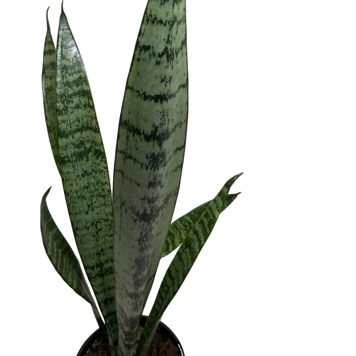 Two healthy Snake Plants creating a fuller indoor display.