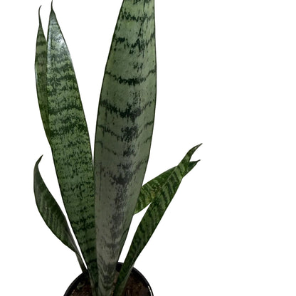 Two healthy Snake Plants creating a fuller indoor display.