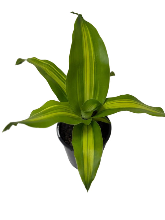 Dracaena fragrans 'Massangeana' (Happy Plant) totem Special Succulents World