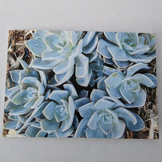CARD Blue Dusk