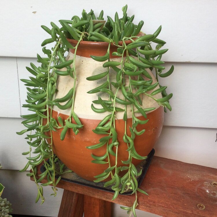 Senecio - String of Beans