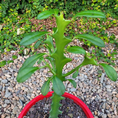 Euphorbia Triangularis