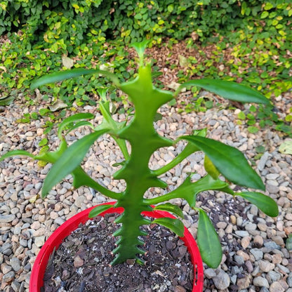 Euphorbia Triangularis