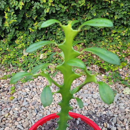 Euphorbia Triangularis