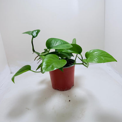 Beautiful green Pothos Jade perfect for indoor decoration.