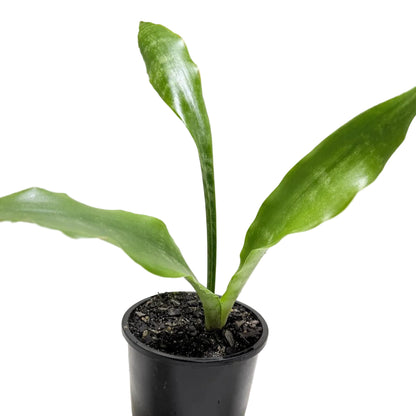 Close-up of the variegated leaves of Sansevieria Zeylanica.
