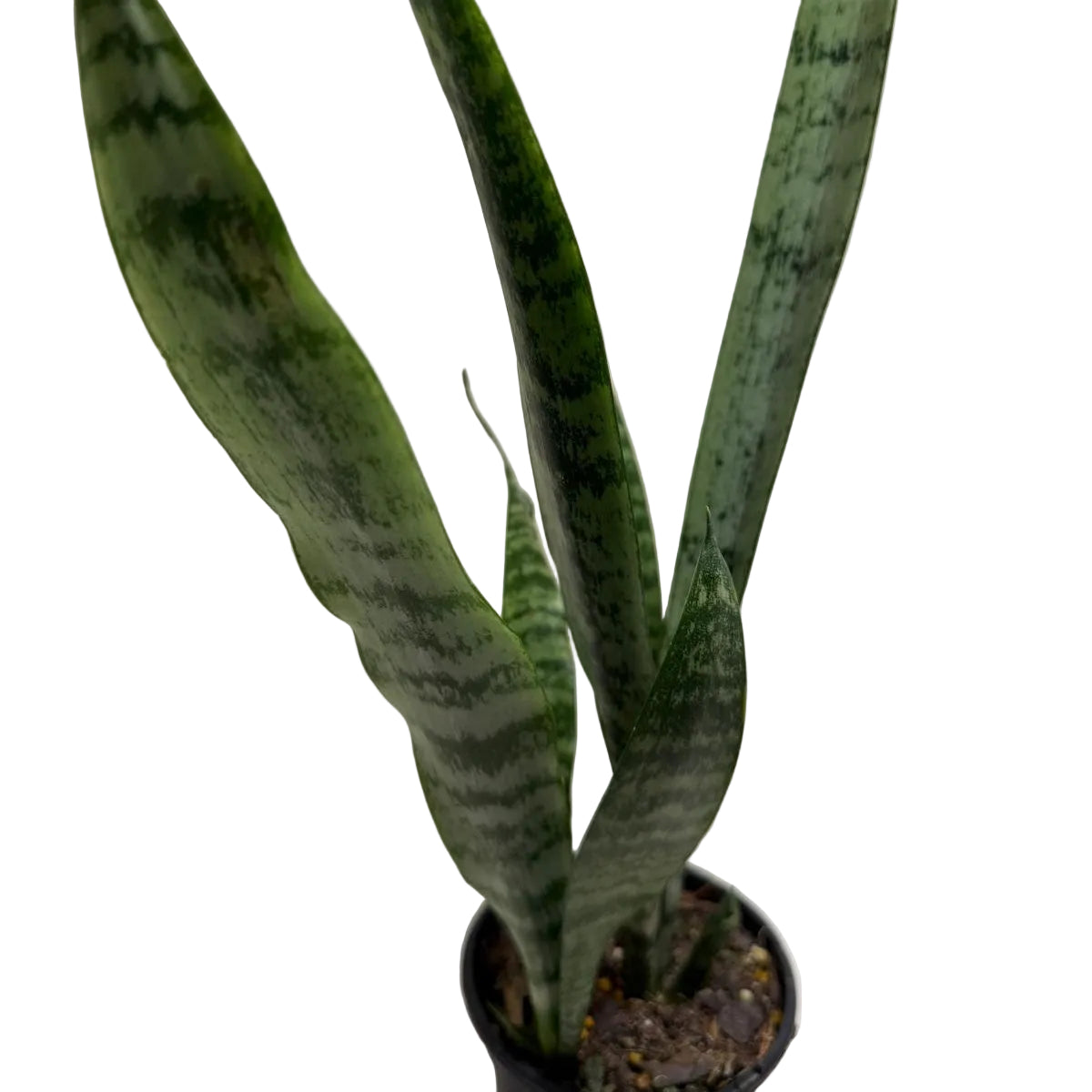 Decorative twin Snake Plant for homes, apartments and offices.
