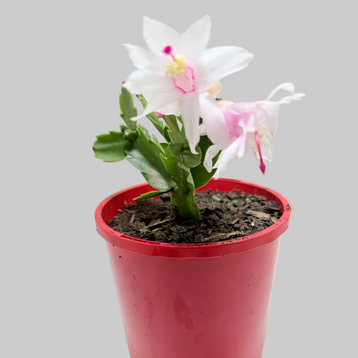 Flowering Zygo Cactus 'Livia' with cascading segmented foliage suitable for Australian homes.