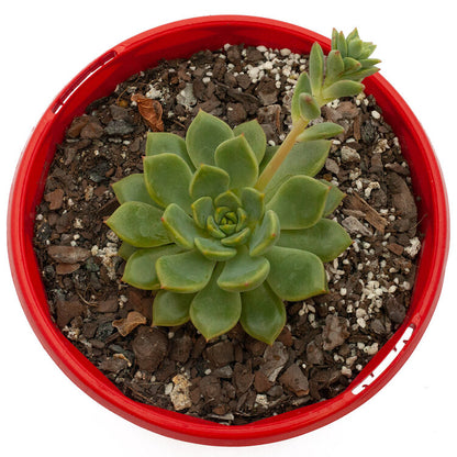 Echeveria Derena