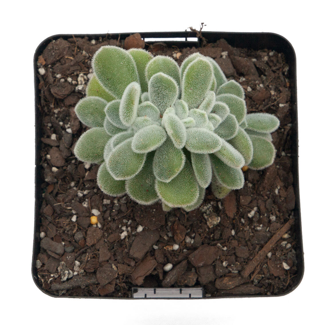 Echeveria Pulvinata Cristata 'Frosty'  100mm